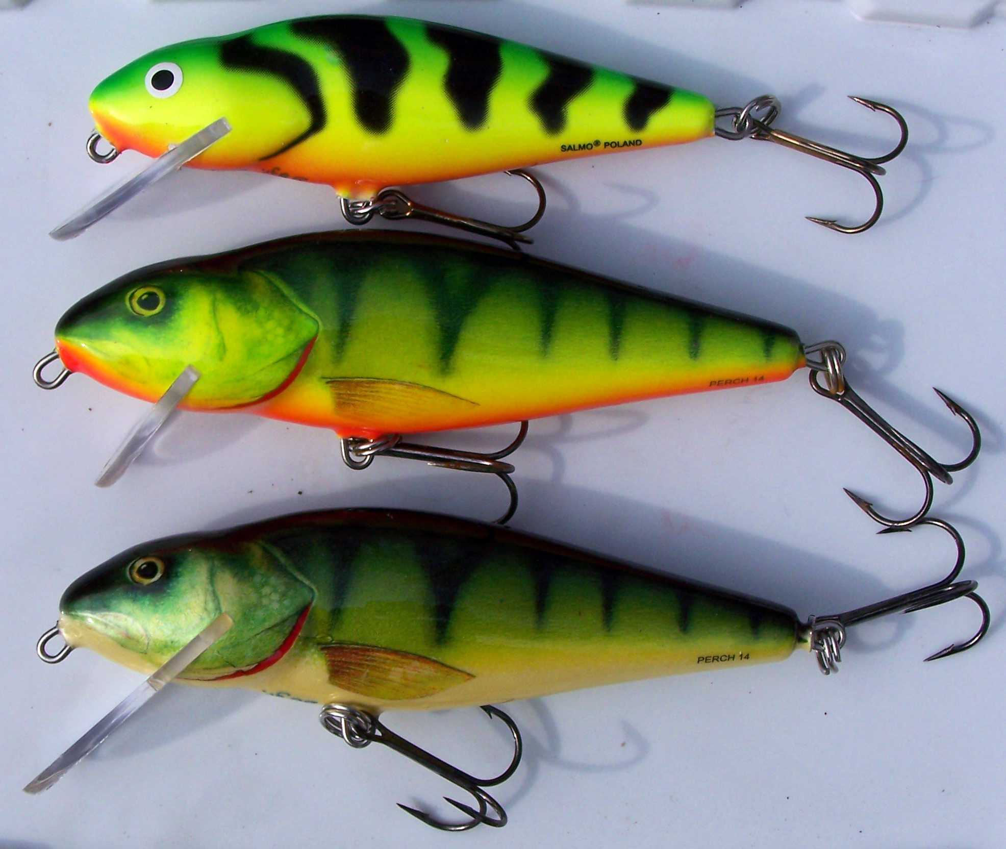 salmo
